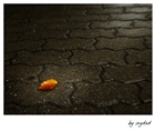 dailyPhoto16