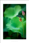 dailyPhoto1
