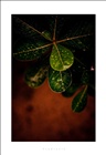 dailyPhoto39