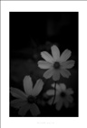 dailyPhoto31