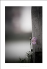 dailyPhoto26