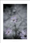 dailyPhoto1