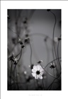 dailyPhoto19