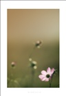 dailyPhoto33