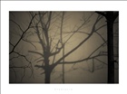 dailyPhoto11