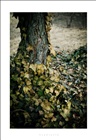 dailyPhoto36