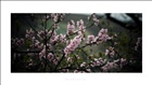dailyPhoto9