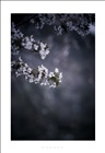 dailyPhoto39