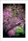dailyPhoto1