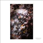 dailyPhoto4