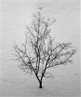dailyPhoto32