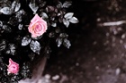 dailyPhoto14