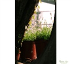 dailyPhoto38