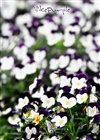 dailyPhoto35