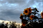 dailyPhoto1