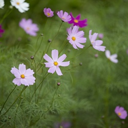 dailyPhoto1