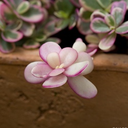dailyPhoto20