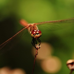dailyPhoto16