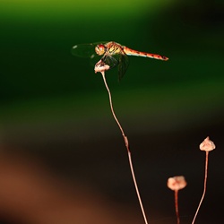 dailyPhoto7