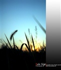 dailyPhoto22