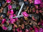 dailyPhoto31