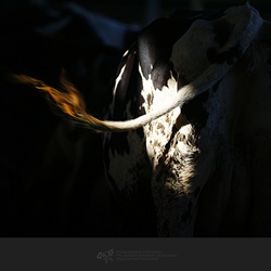 dailyPhoto29
