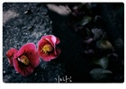 dailyPhoto32