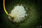 dailyPhoto33