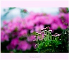 dailyPhoto20