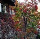 dailyPhoto20