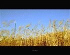dailyPhoto15