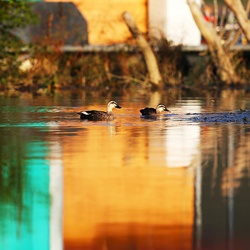 dailyPhoto35