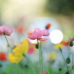 dailyPhoto7