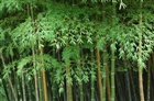 dailyPhoto8