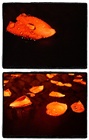 dailyPhoto12