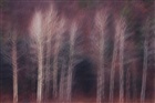 dailyPhoto8