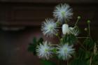 dailyPhoto5