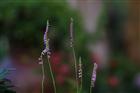 dailyPhoto10