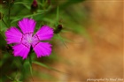 dailyPhoto10