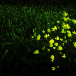 dailyPhoto31