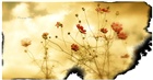 dailyPhoto37