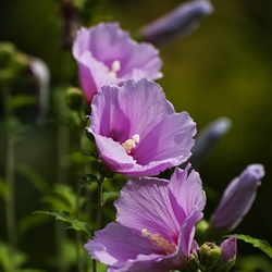 dailyPhoto12