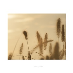 dailyPhoto11