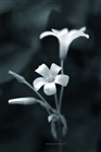 dailyPhoto8
