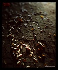 dailyPhoto19