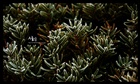 dailyPhoto13