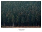 dailyPhoto5