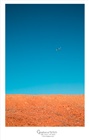 dailyPhoto3