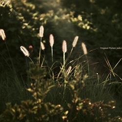 dailyPhoto6