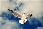 dailyPhoto21